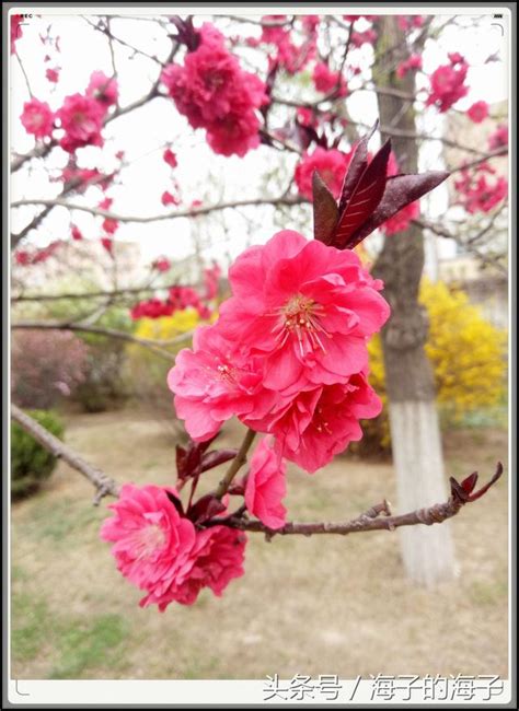 開桃花|桃花開 